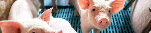 Schweine in Schweinebuchten mit Spaltenboden Schweine in Schweinebuchten mit Spaltenboden