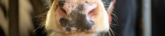 Nahaufnahme Rindermaul Nahaufnahme Rindermaul