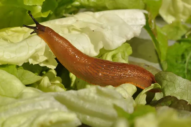 Nacktschnecke auf Salat Nacktschnecke auf Salat