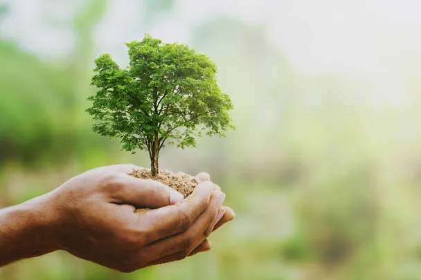 Baum in Hand Baum in Hand