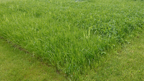 GreenStar DLG-Feldtage 2024 GreenStar DLG-Feldtage 2024