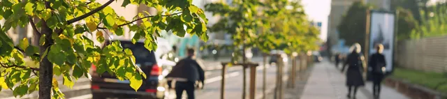 Bäume in der Stadt Bäume in der Stadt