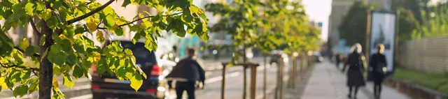 Bäume in der Stadt Bäume in der Stadt