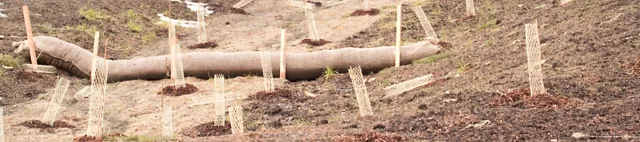 Erosionsschutz für frisch gepflanzte Setzlinge Erosionsschutz für frisch gepflanzte Setzlinge