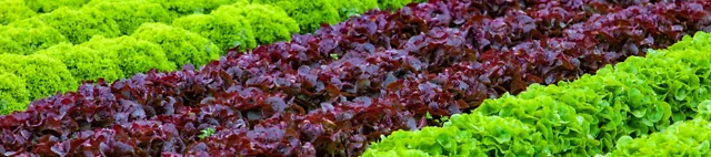 Produktionsgartenbau Produktionsgartenbau