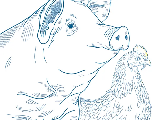 Graphische Illustration eines Schweins und einer Legehenne Graphische Illustration eines Schweins und einer Legehenne