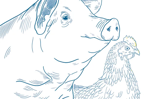 Illustration pig and poultry Illustration pig and poultry
