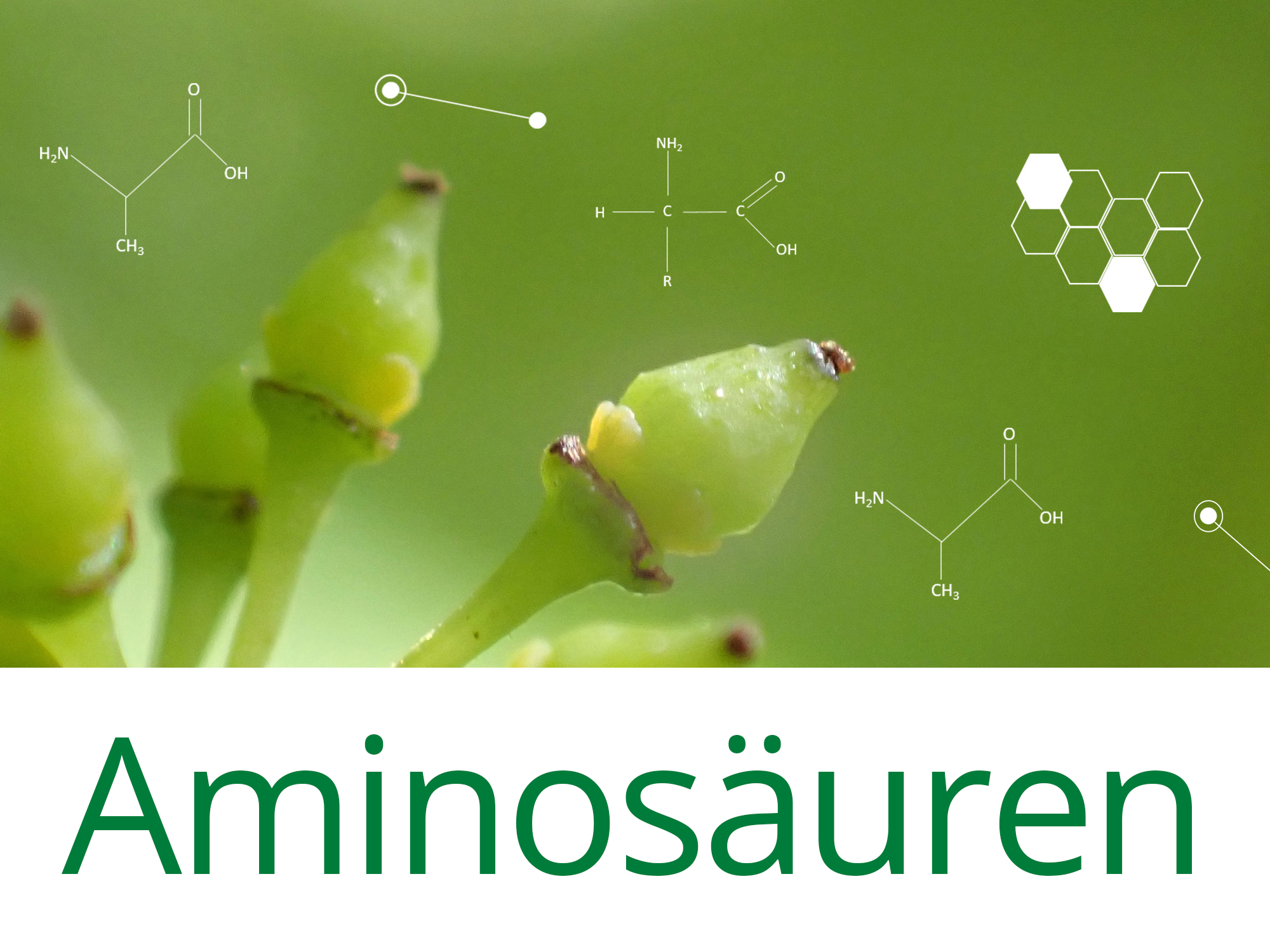 aminosäure aminosäure