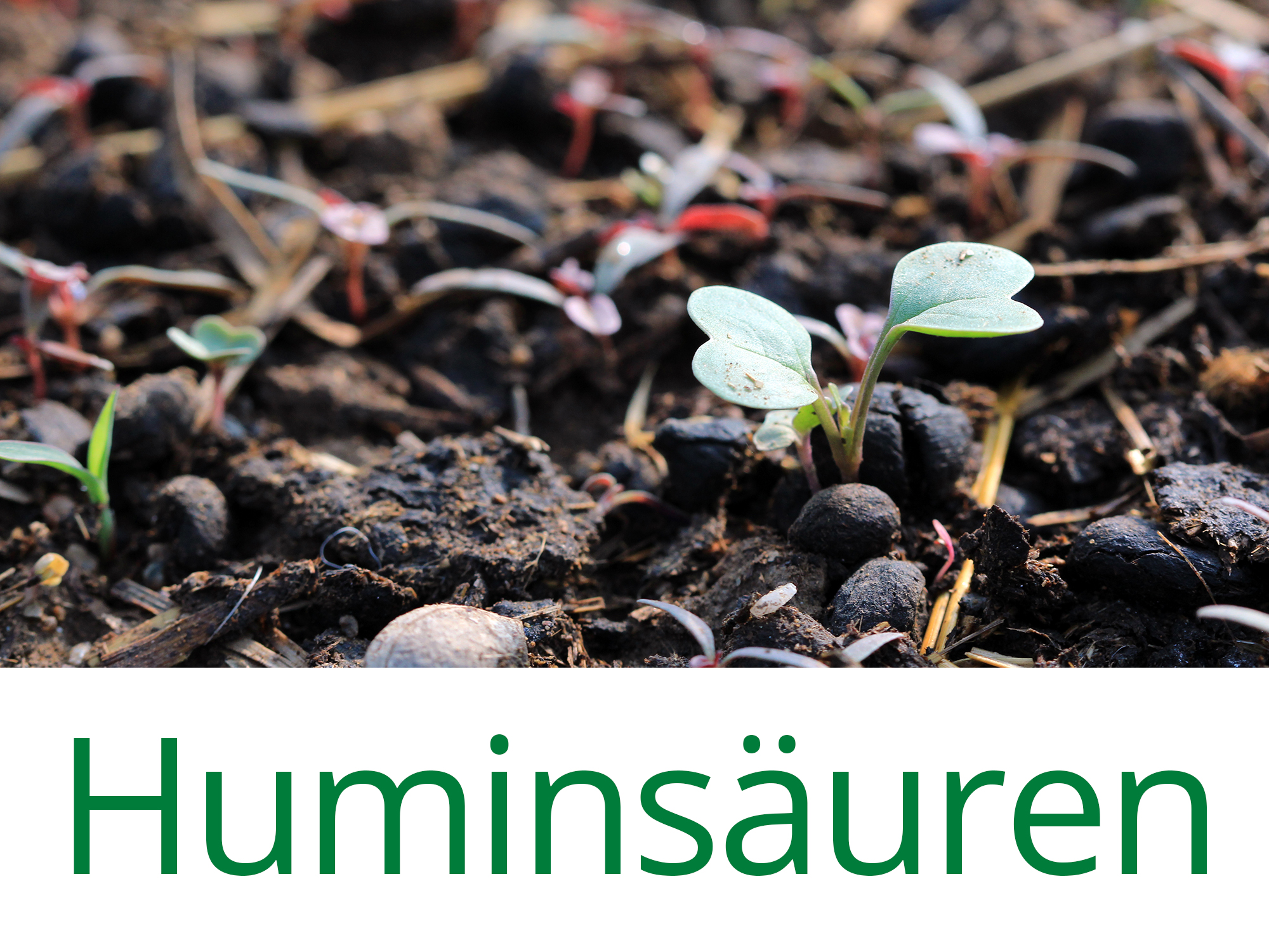 Huminsäure Huminsäure