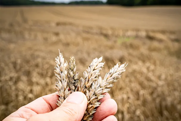 de_sbe_am_getreidekonservierung_1000x750_72dpi de_sbe_am_getreidekonservierung_1000x750_72dpi
