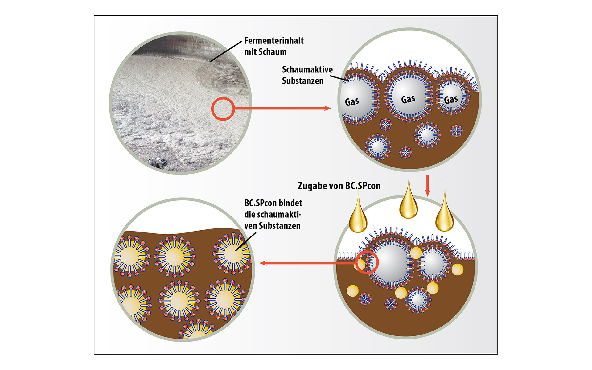 de_sbe_bc_sp_con de_sbe_bc_sp_con