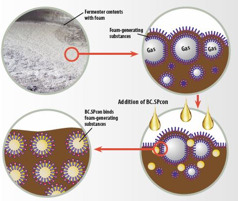 en_sbe_BC_SPcon en_sbe_BC_SPcon