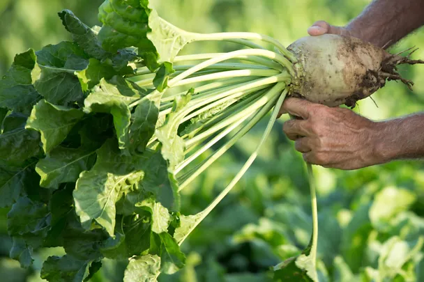 Landwirt mit Zuckerrübe in der Hand auf dem Feld Landwirt mit Zuckerrübe in der Hand auf dem Feld