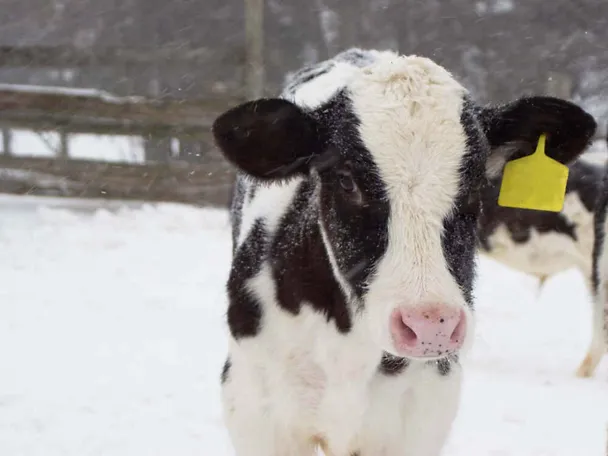 Kalb im Schnee Kalb im Schnee