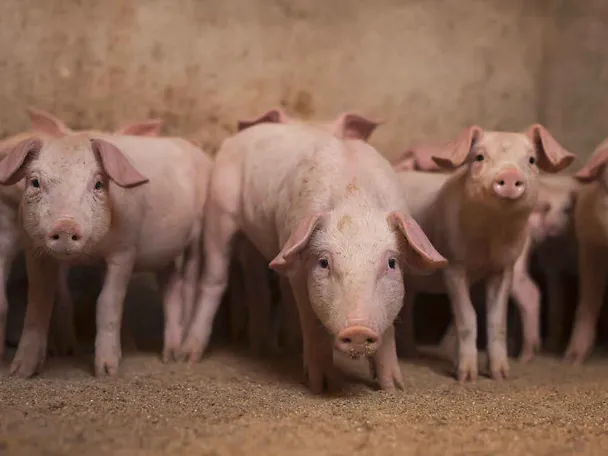 Ferkel im Aufzuchtstall Ferkel im Aufzuchtstall