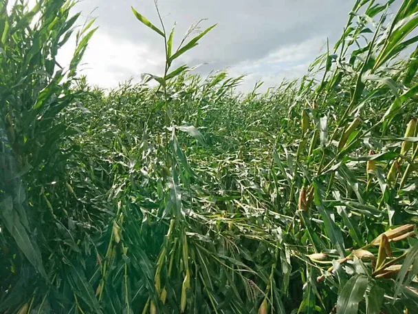 Lagerschaden im Maisbestand Lagerschaden im Maisbestand