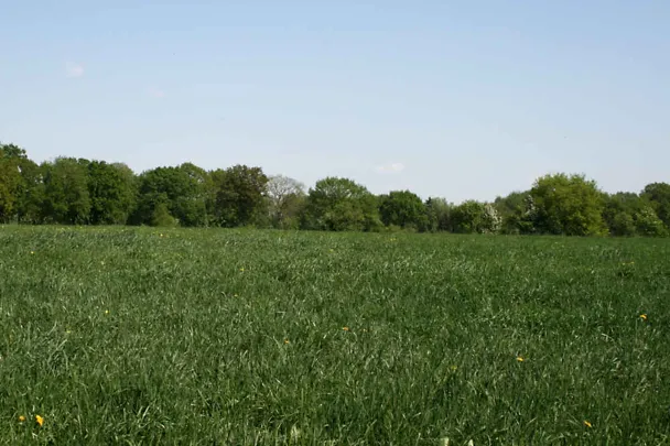 Grasbestand Grasbestand