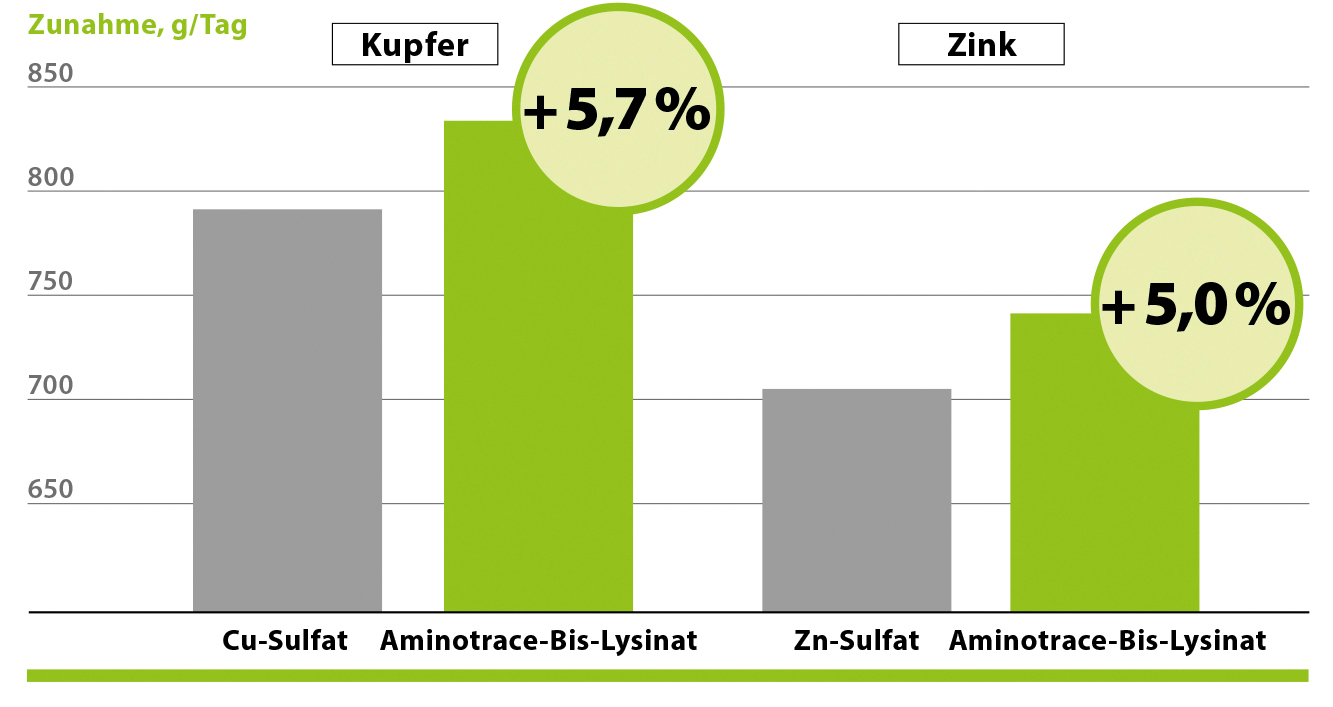 AMINOTRACE bei Rindern AMINOTRACE bei Rindern