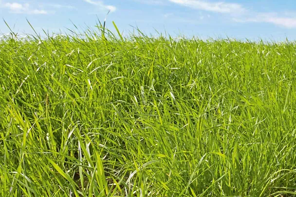 Grünlandaufwuchs Grünlandaufwuchs