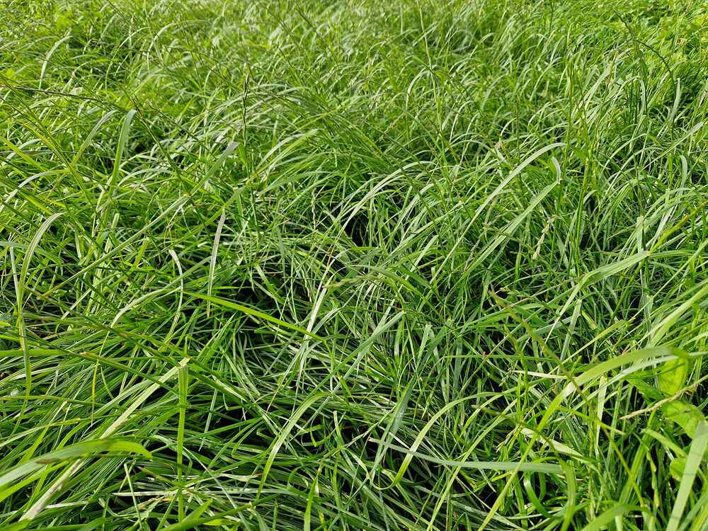 Grünlandbestand mit GREENSTAR-Grassamen-Mischung Grünlandbestand mit GREENSTAR-Grassamen-Mischung