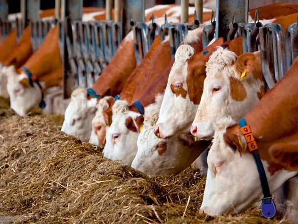 Fleckvieh am Futtertisch Fleckvieh am Futtertisch