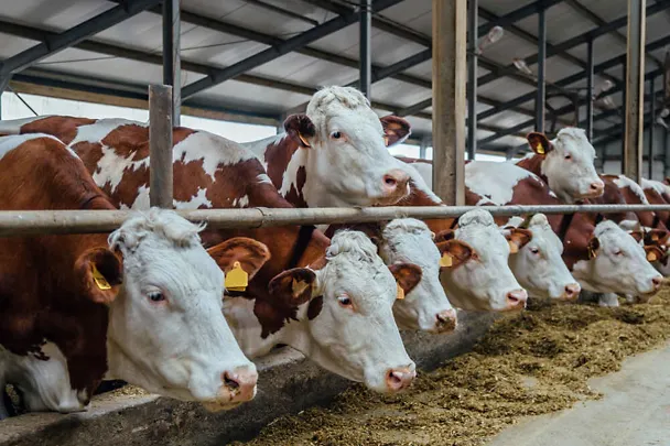 Fleckviehkühe am Futtertisch eines Kuhstalls Fleckviehkühe am Futtertisch eines Kuhstalls