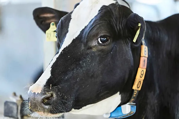 Portrait einer schwarzbunten Milchkuh Portrait einer schwarzbunten Milchkuh