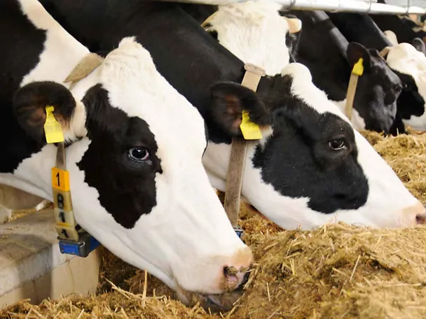 Kühe am Futtertisch Kühe am Futtertisch