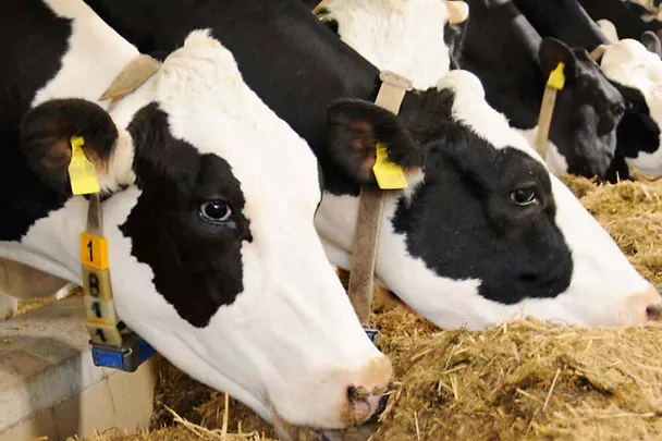 Holstein-Kühe am Futtertisch Holstein-Kühe am Futtertisch