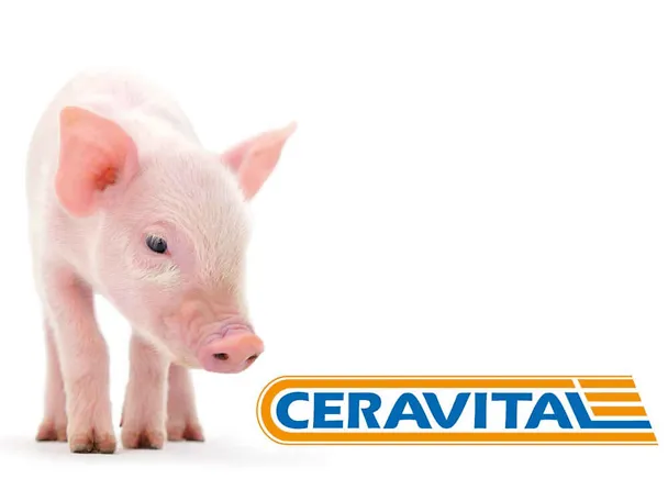 CERAVITAL in der Ferkelaufzucht CERAVITAL in der Ferkelaufzucht