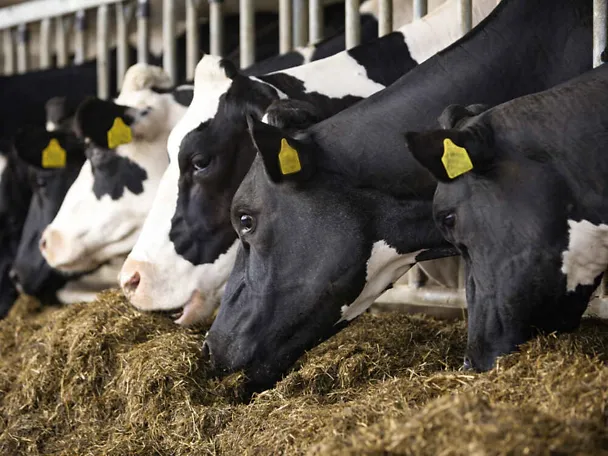 Milchkühe am Futtertisch Milchkühe am Futtertisch