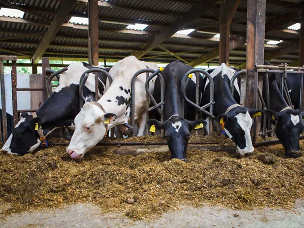 Holstein-Frisian-Milchkühe am Futtertisch Holstein-Frisian-Milchkühe am Futtertisch