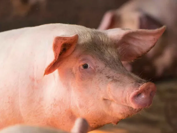 Schwein Schwein