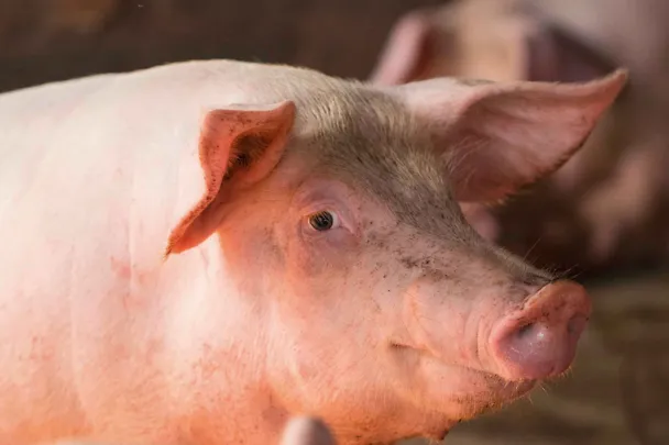 Schwein steht im Stall Schwein steht im Stall