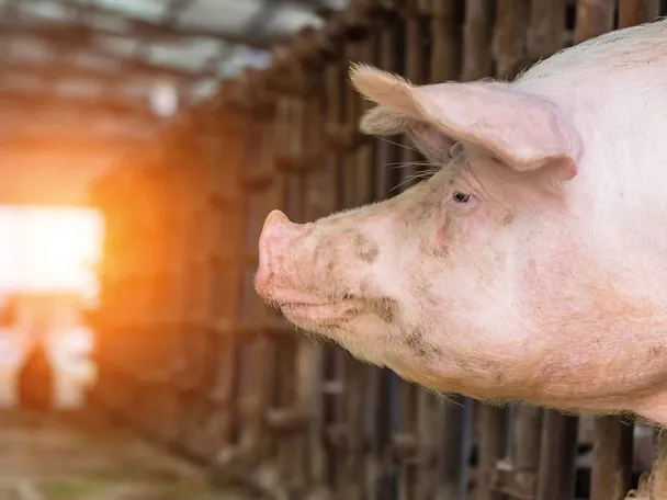 Schwein Schwein