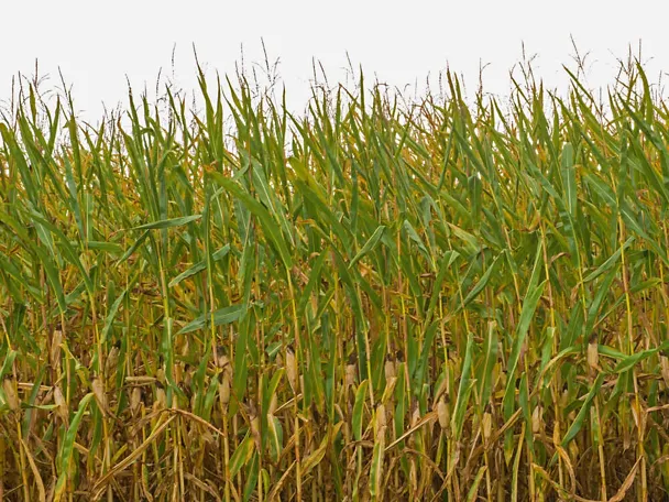 Trockengeschädigter Maisbestand Trockengeschädigter Maisbestand