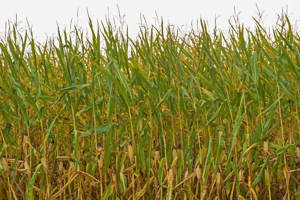 Trockengeschädigte Maispflanzen Trockengeschädigte Maispflanzen