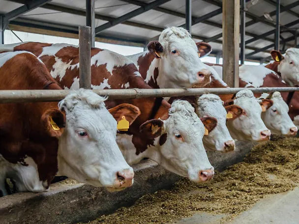 Fleckviehkühe am Futtertisch Fleckviehkühe am Futtertisch