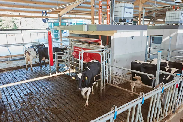 Kuhstall mit TIRSANA AMS und Melkroboter auf Gut Hülsenberg Kuhstall mit TIRSANA AMS und Melkroboter auf Gut Hülsenberg