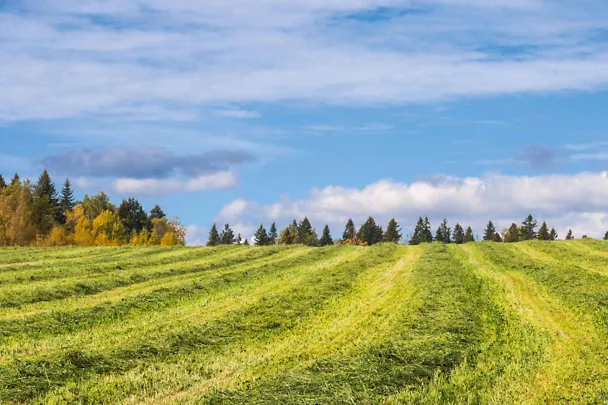 Gras in Schwaden vor der Grasernte im Herrbst Gras in Schwaden vor der Grasernte im Herrbst