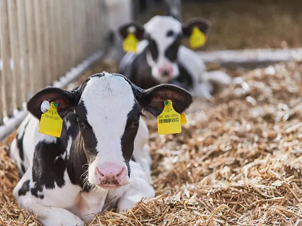 2 Holstein-Kälber im Stroh 2 Holstein-Kälber im Stroh
