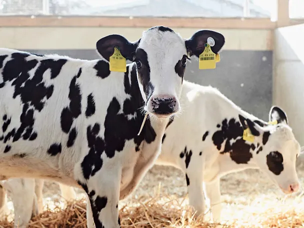 Kalb im Stroh Kalb im Stroh