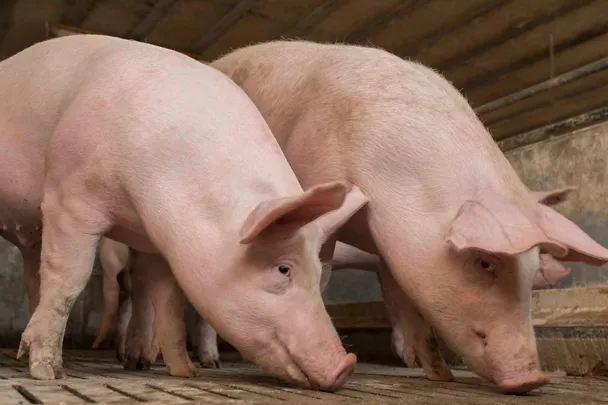 Zwei Mastschweine Zwei Mastschweine