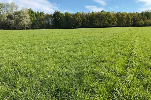 Grünlandbestand im Frühling Grünlandbestand im Frühling