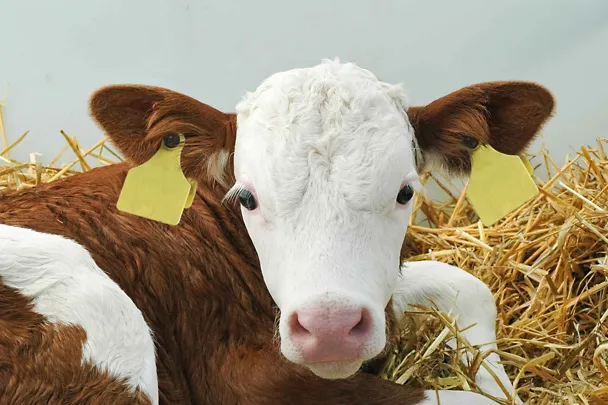 Fleckvieh-Kalb im Stroh Fleckvieh-Kalb im Stroh