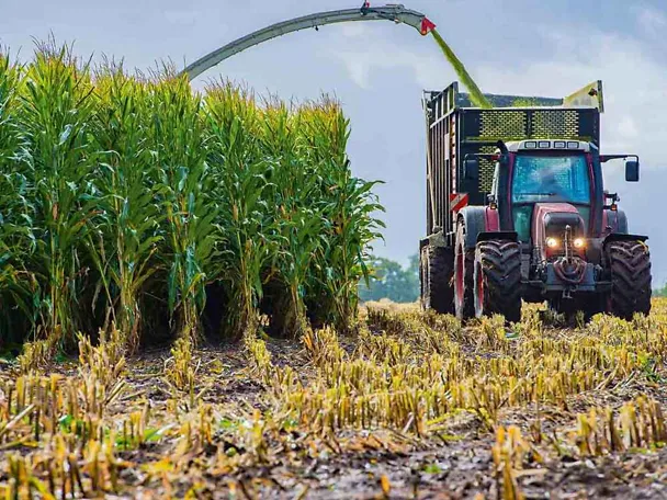 Ernte von Maissilage mit Traktor Ernte von Maissilage mit Traktor