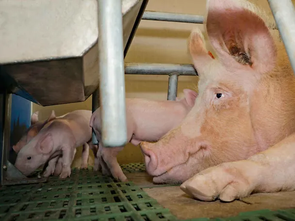 Saugferkel mit Muttersau Saugferkel mit Muttersau