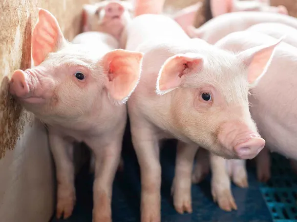 Absetzferkel in einem Stall Absetzferkel in einem Stall