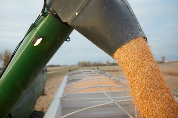 Ernte von Körnermais auf einen Anhäger Ernte von Körnermais auf einen Anhäger