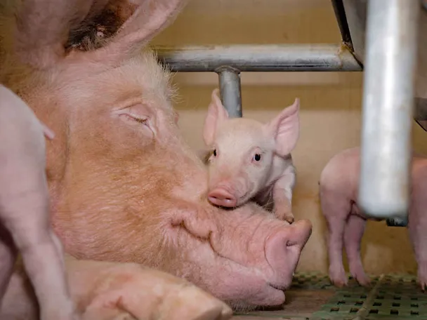 Sau mit Ferkel Sau mit Ferkel